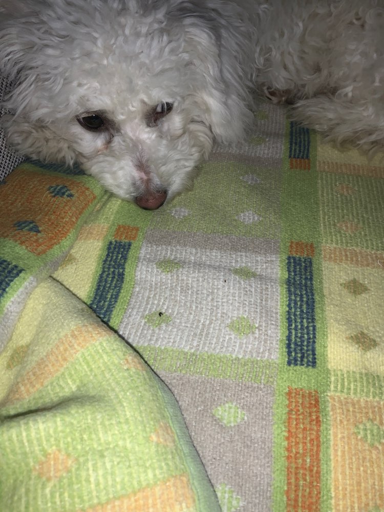 Hundetreffen-Bichon friese-Profilbild