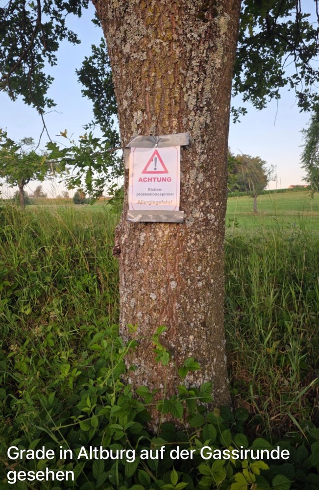 Giftköder-Eichenprozessionsspinner in Altburg-Profilbild