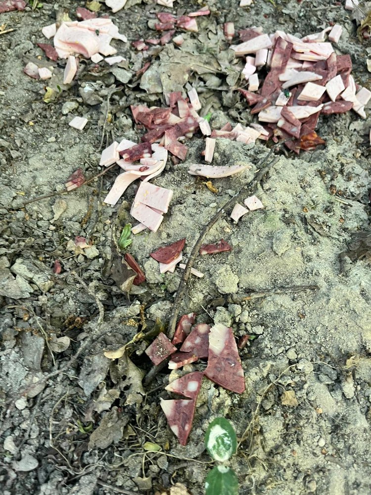 Giftköder-Evtl Giftköder-Profilbild