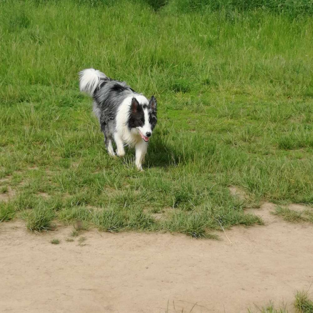 Hundetreffen-Freunde-Profilbild