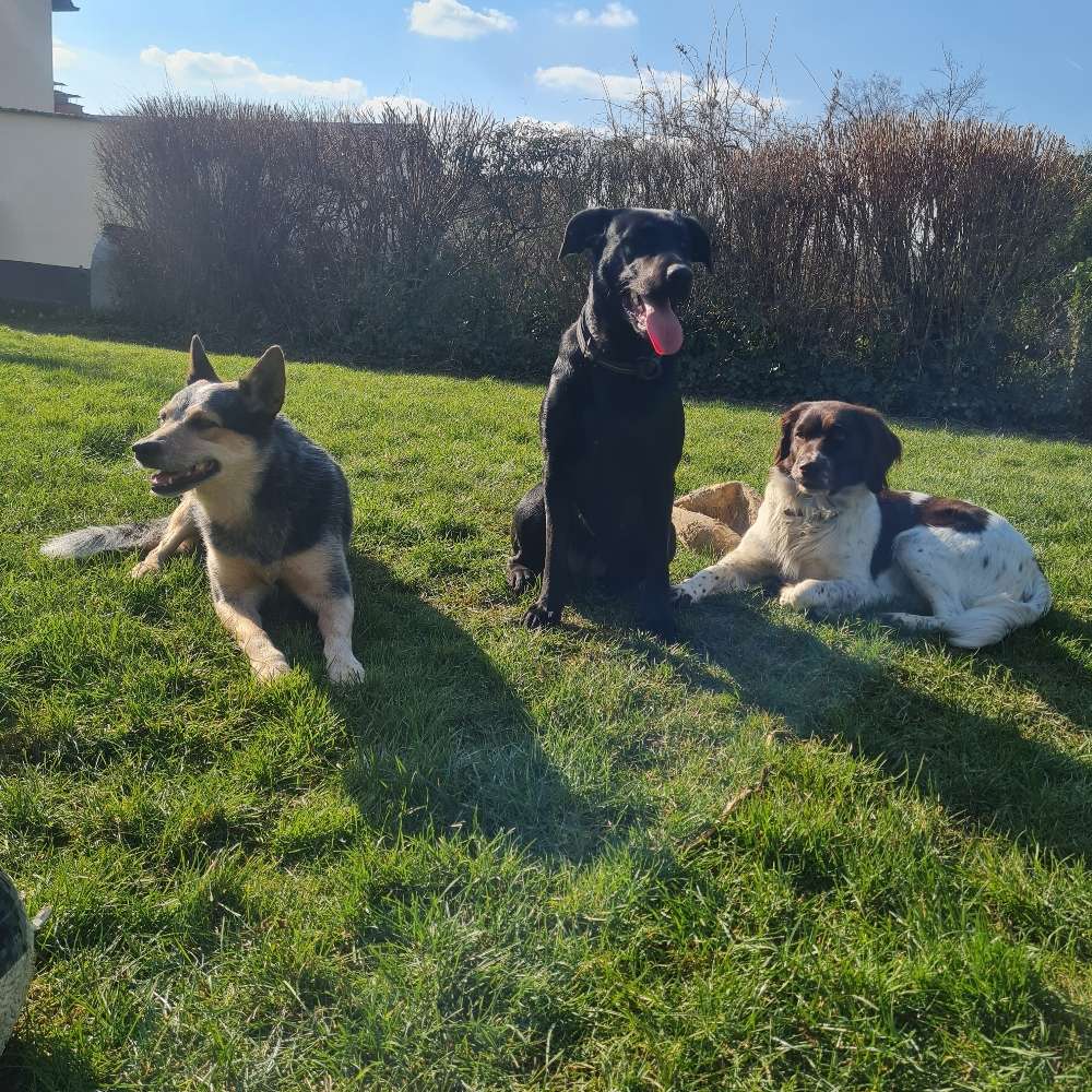 Hundetreffen-Sozial Walk-Profilbild