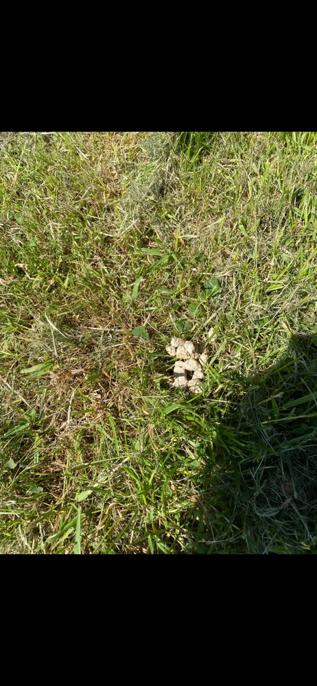 Giftköder-Giftköder-Profilbild