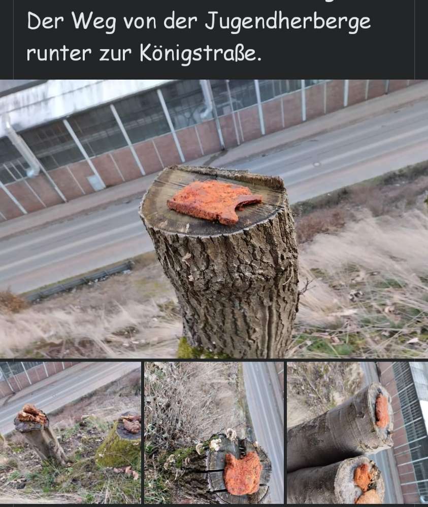 Giftköder-Giftköder-Profilbild