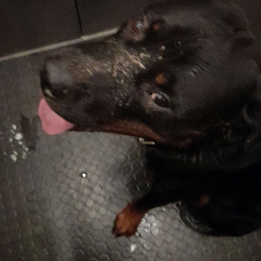 Hundetreffen-Gasirunde / gemeinsames spazieren-Profilbild