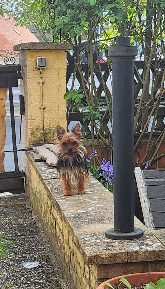 Hundetreffen-Kleinsthunde - Spieltag-Profilbild