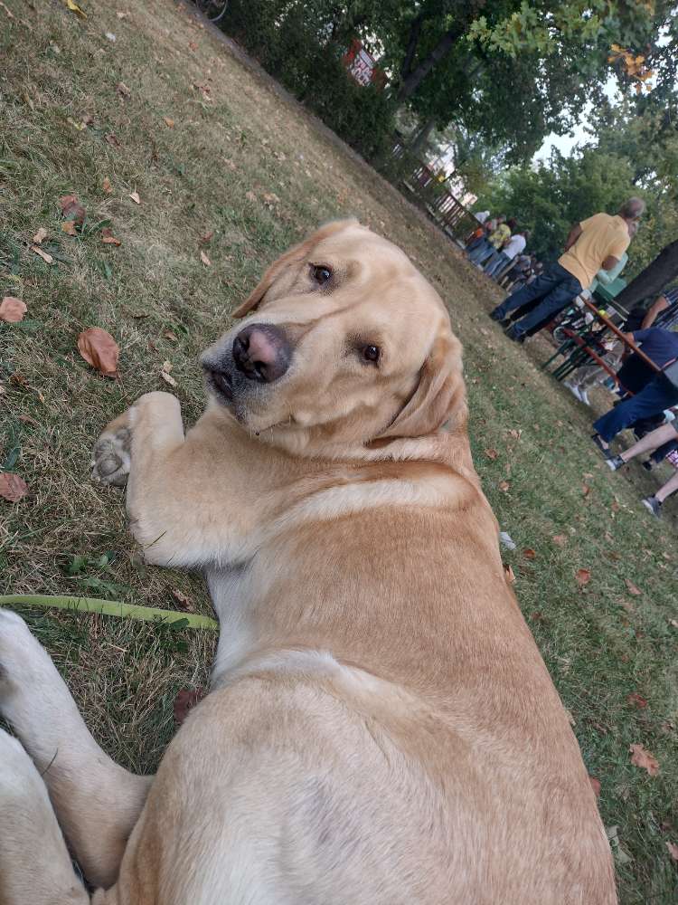 Hundetreffen-Spiel- und Spazierkameraden für Odin-Profilbild