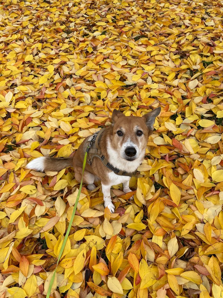 Hundetreffen-Suche Freunde für Alice-Profilbild