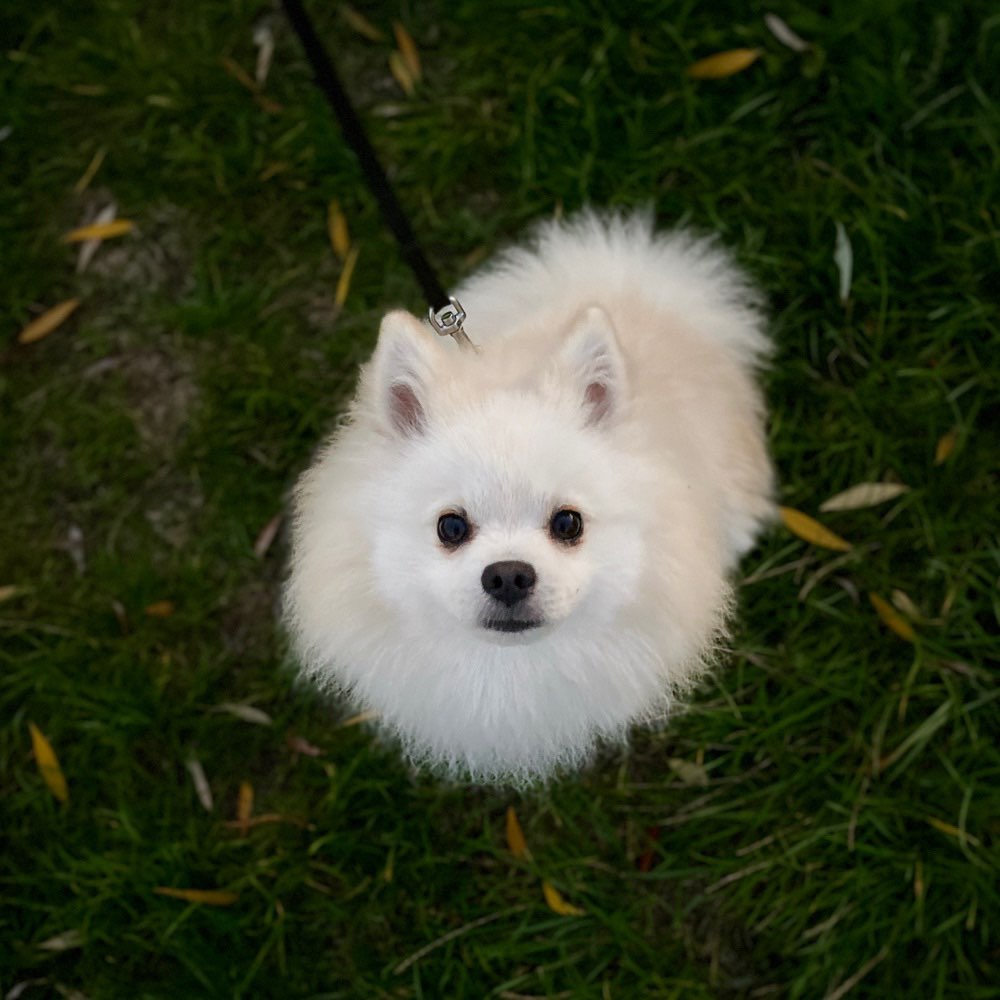 Hundetreffen-Spielrunde-Profilbild