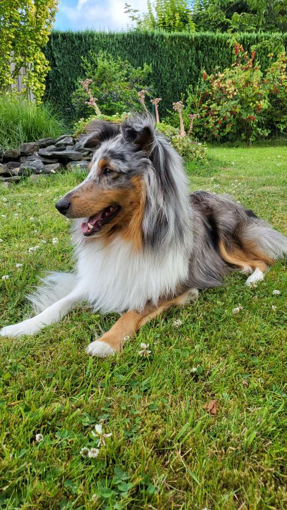 Hundetreffen-Social Walk/Gemeinsames Training-Profilbild