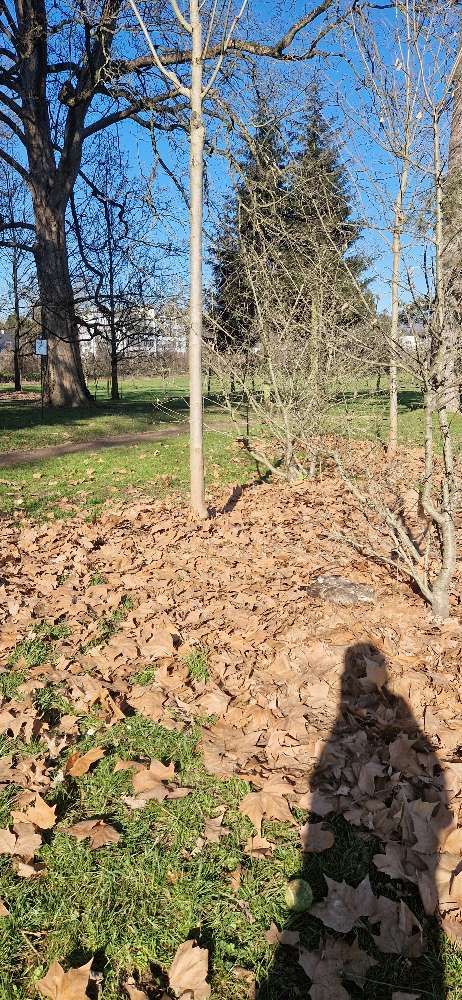 Giftköder-Toter Greifvogel im Schlosspark-Profilbild