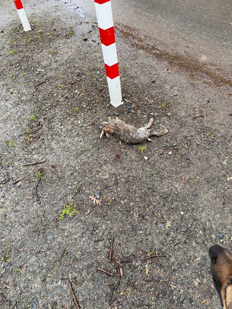 Giftköder-Kaninchenkadaver-Profilbild