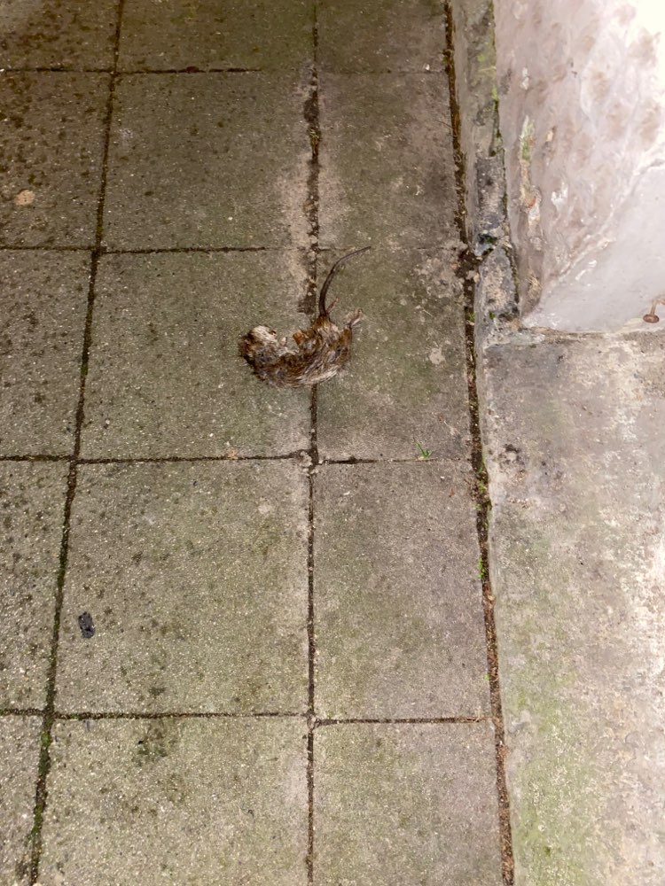 Giftköder-Tote Ratte, eventuell Gift-Profilbild