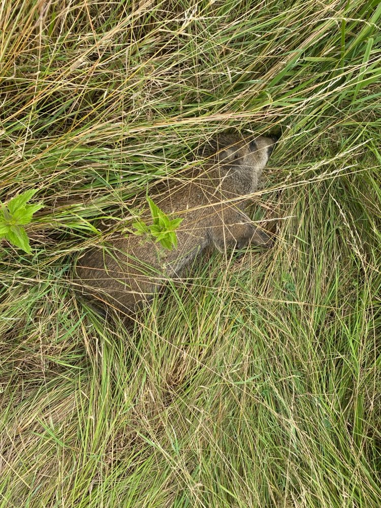 Giftköder-Totes Wildschweinjunges-Profilbild