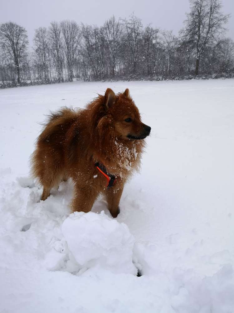 Hundetreffen-Souveräner Hund zum Spazieren/Spielen gesucht-Profilbild