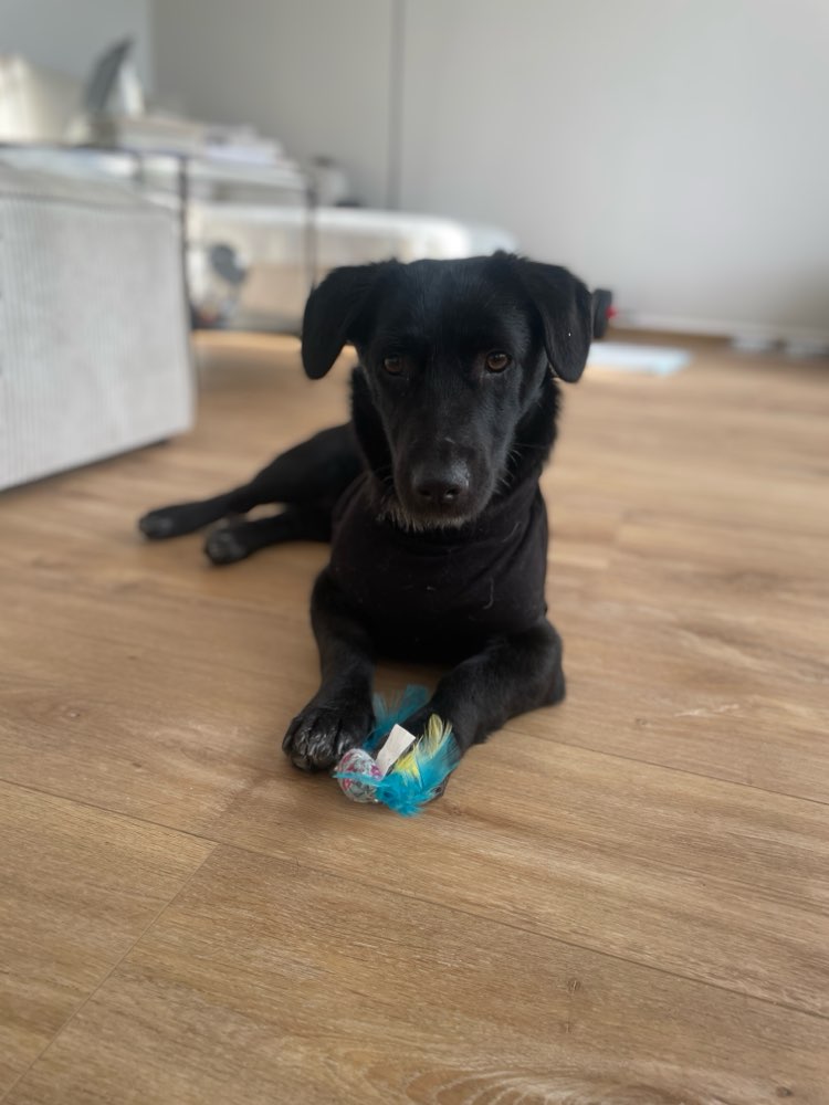 Hundetreffen-Gassi und Spielen-Profilbild