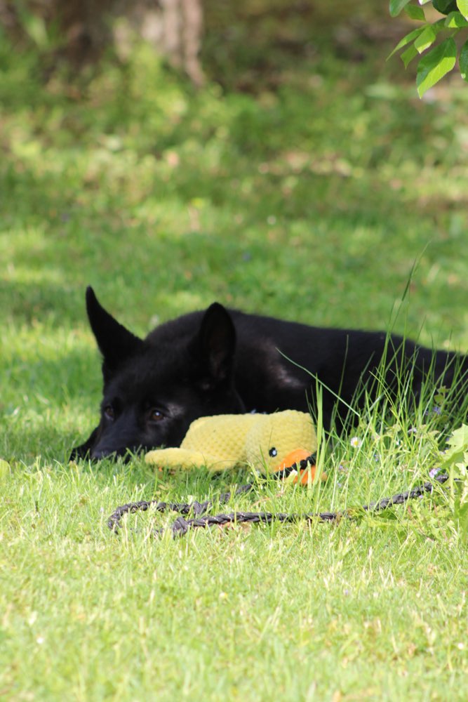 Hundetreffen-Gassirunde mit Welpen-Profilbild