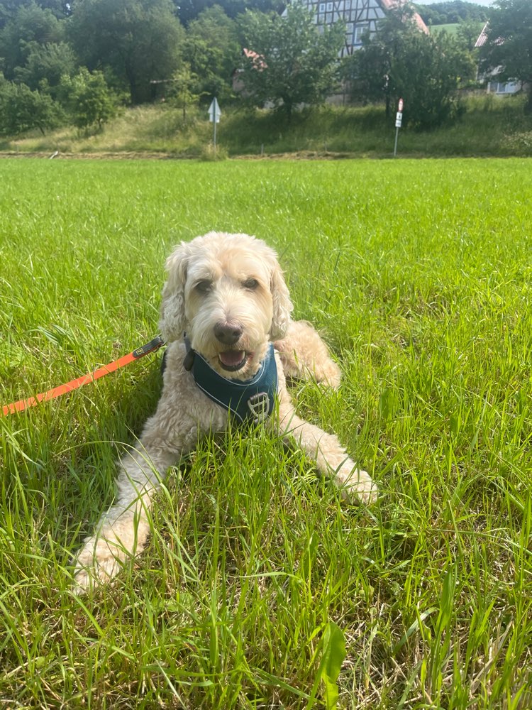 Hundetreffen-Gassirunden inklusive Training-Profilbild
