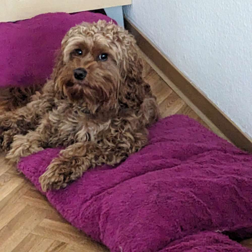 Hundetreffen-Gemeinsame Gassirunden und gemeinsames Toben-Profilbild