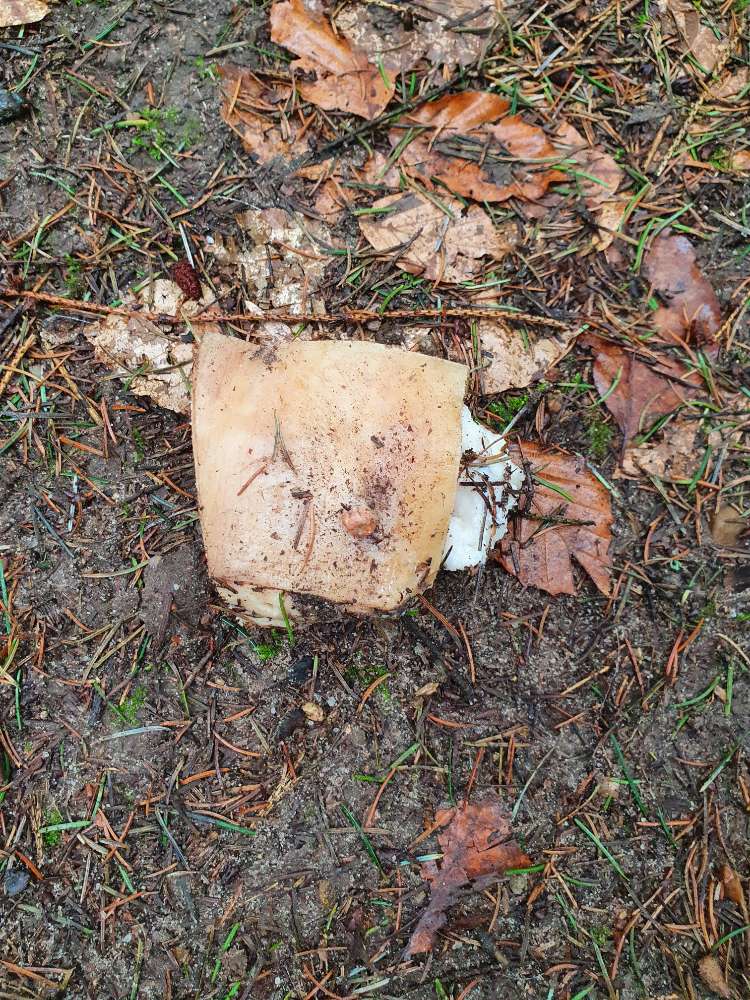 Giftköder-Evtl. Giftköder, Schweineschwarte-Profilbild