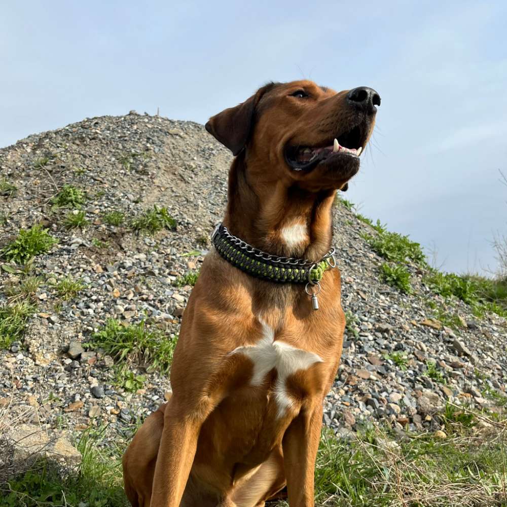 Hundetreffen-Gemeinsame Gassirunde-Profilbild