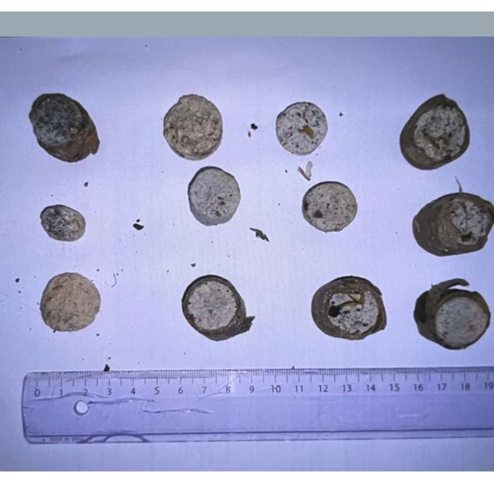 Giftköder-Giftköder-Profilbild