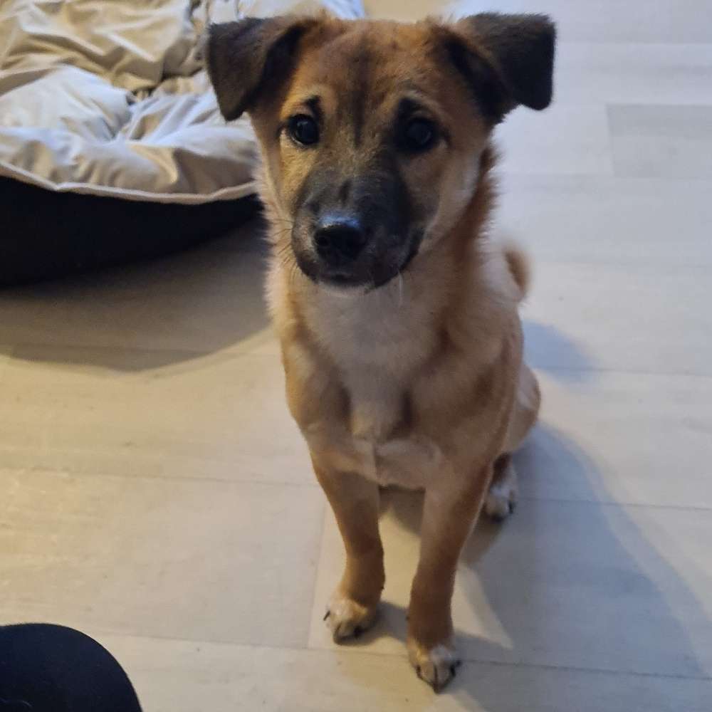 Hundetreffen-Welpentreff-Profilbild