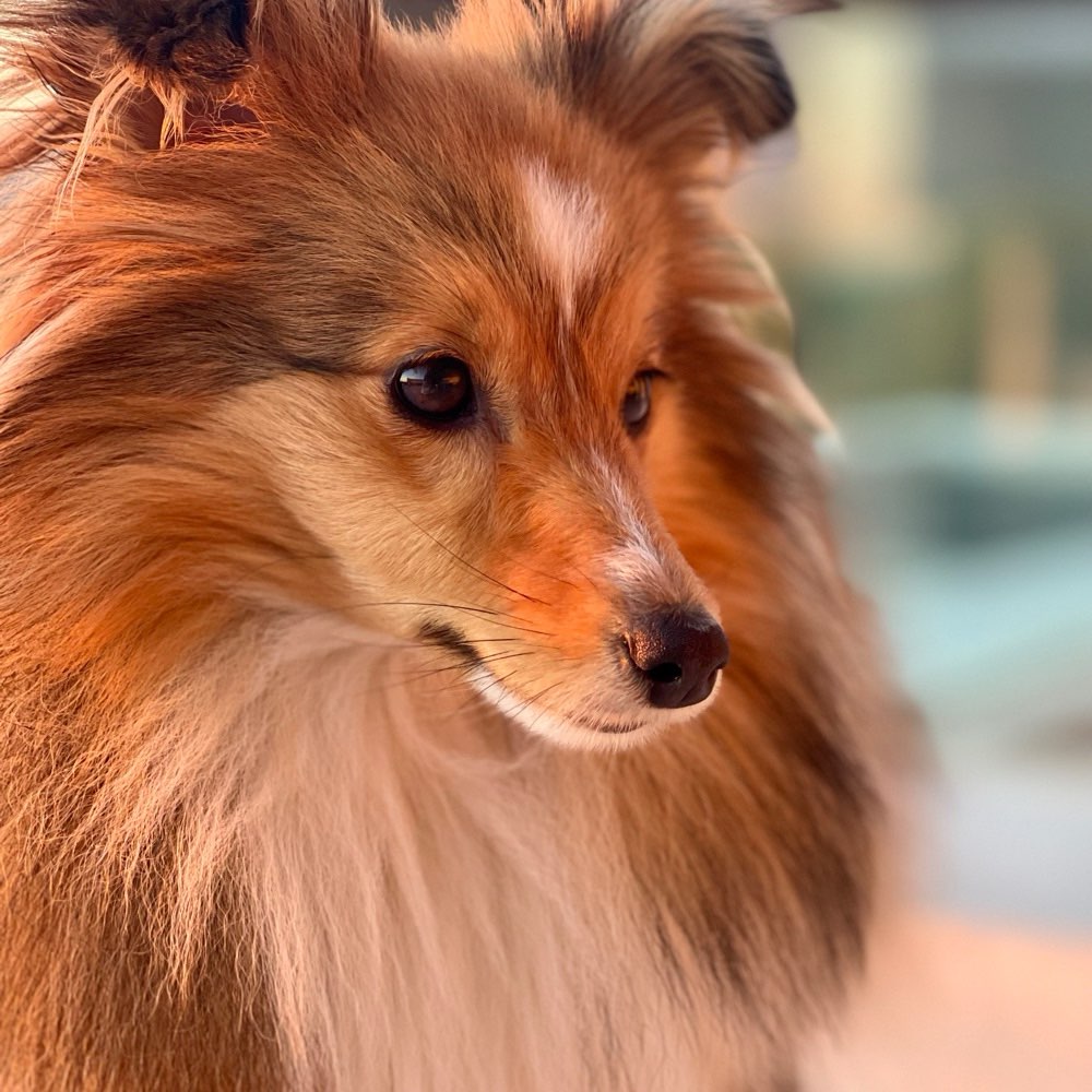 Hundetreffen-Zusammen Gassigehen und spielen mit kleinen, gut sozialisierten Hundefreunden 🐶-Profilbild