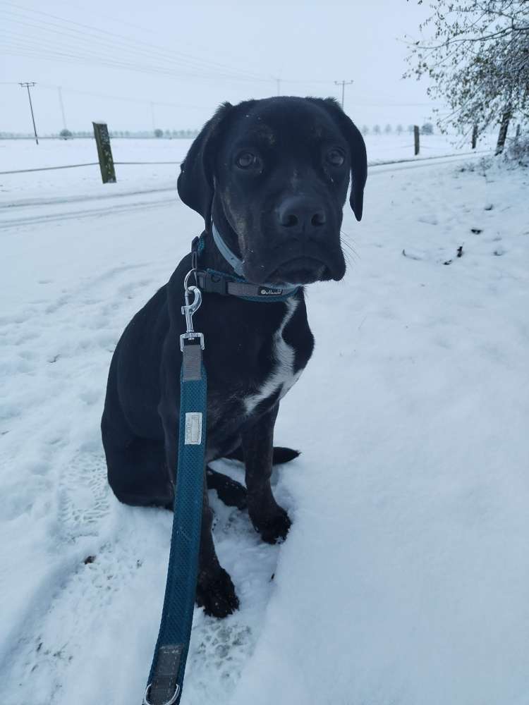 Hundetreffen-Spielen und Gassirunde-Profilbild