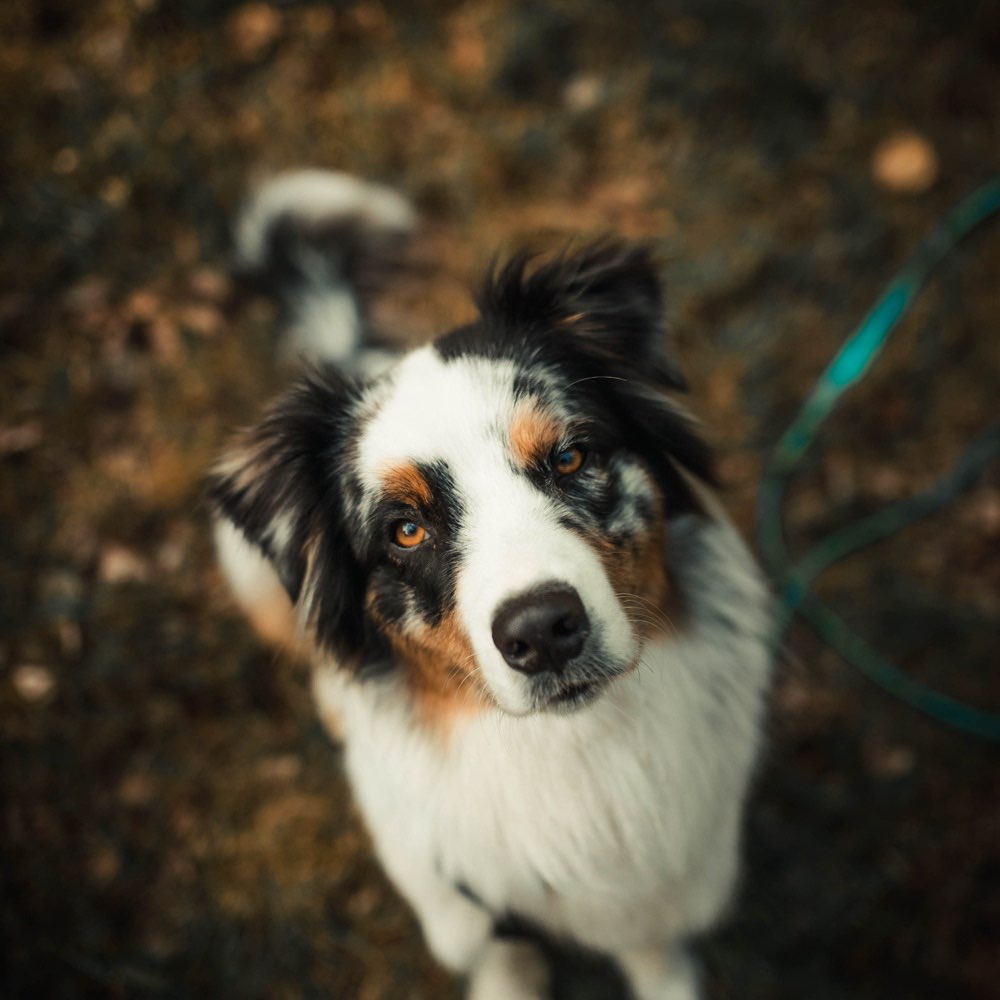 Hundetreffen-Spielen-Profilbild