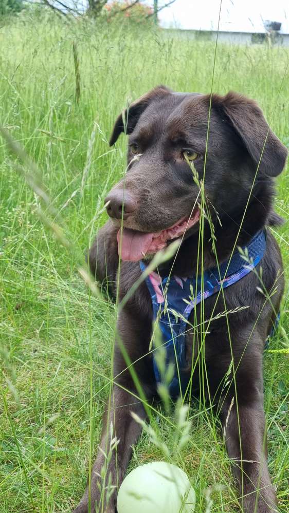 Hundetreffen-Spatzieren gehen und Kennenlernen-Profilbild