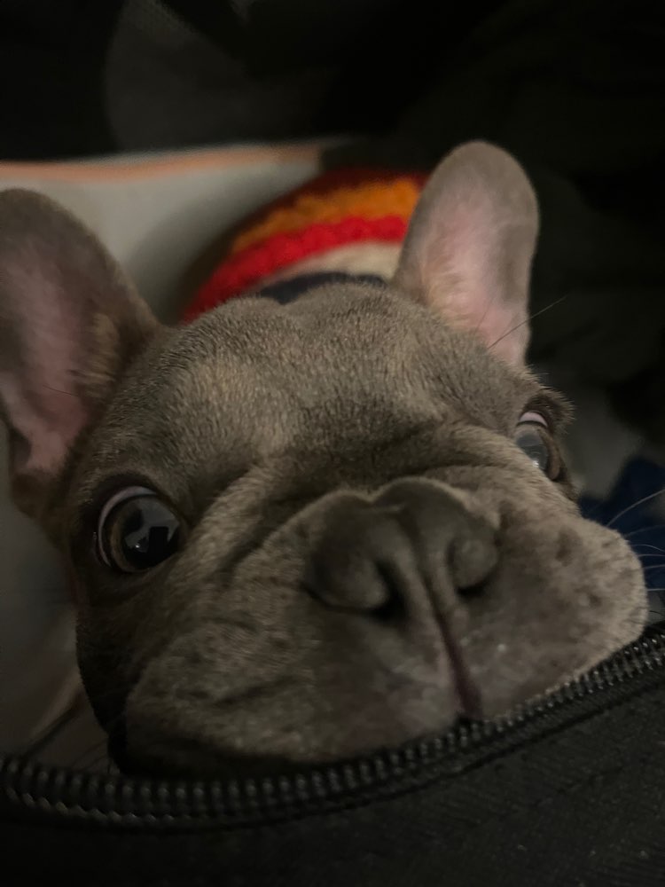 Hundetreffen-Mochi sucht Spielfreunde-Profilbild