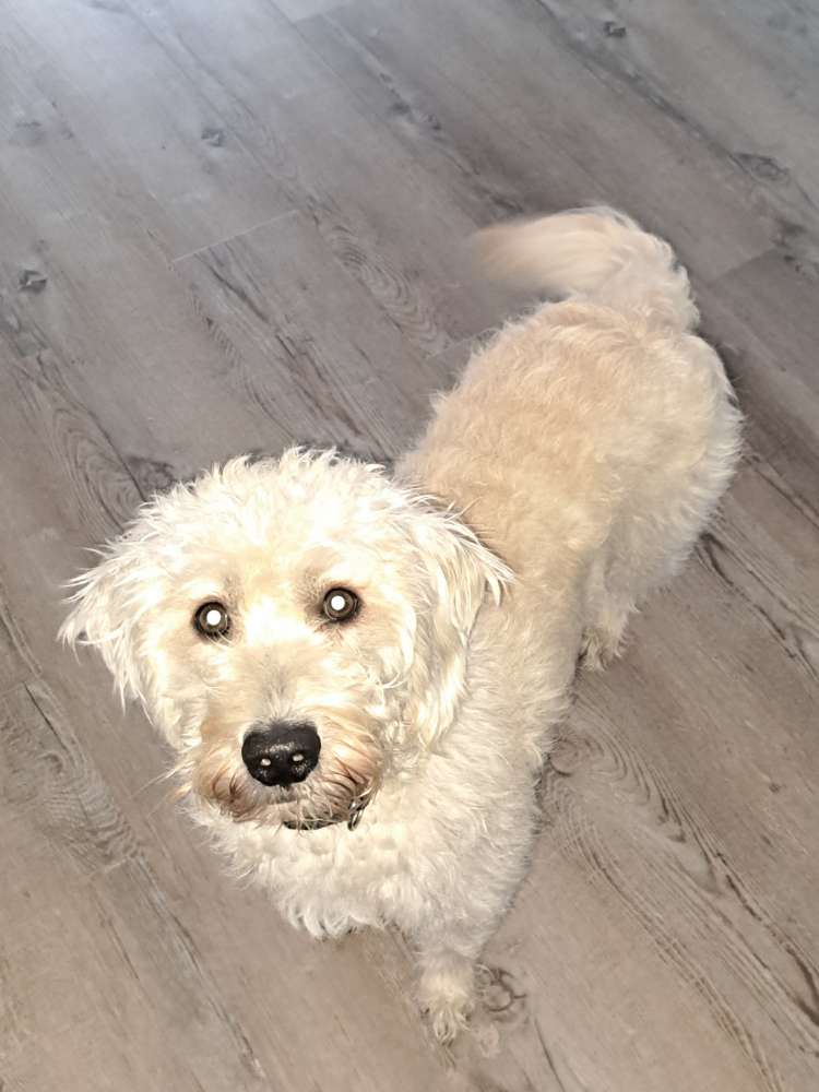 Hundetreffen-Gassi gehen und spielen-Profilbild