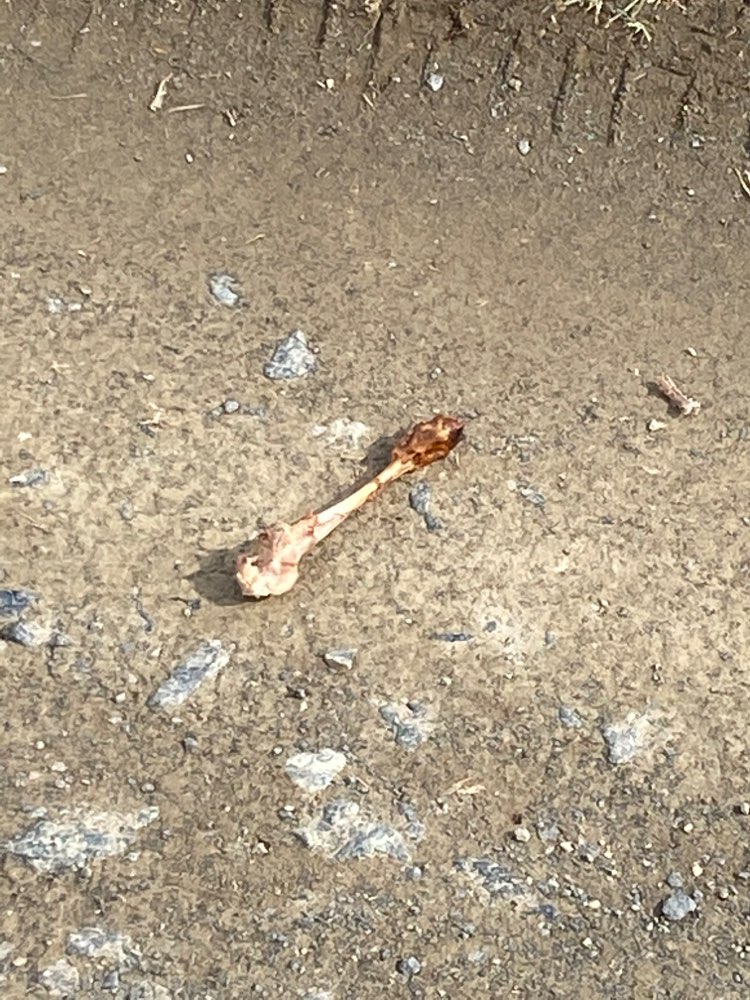 Giftköder-Geflügelknochen-Profilbild