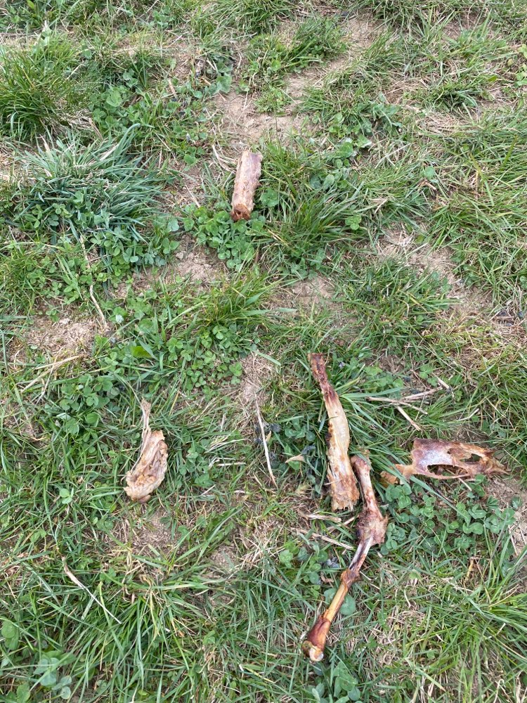 Giftköder-Wieder ausgelegte Geflügelknochen verteilt-Profilbild