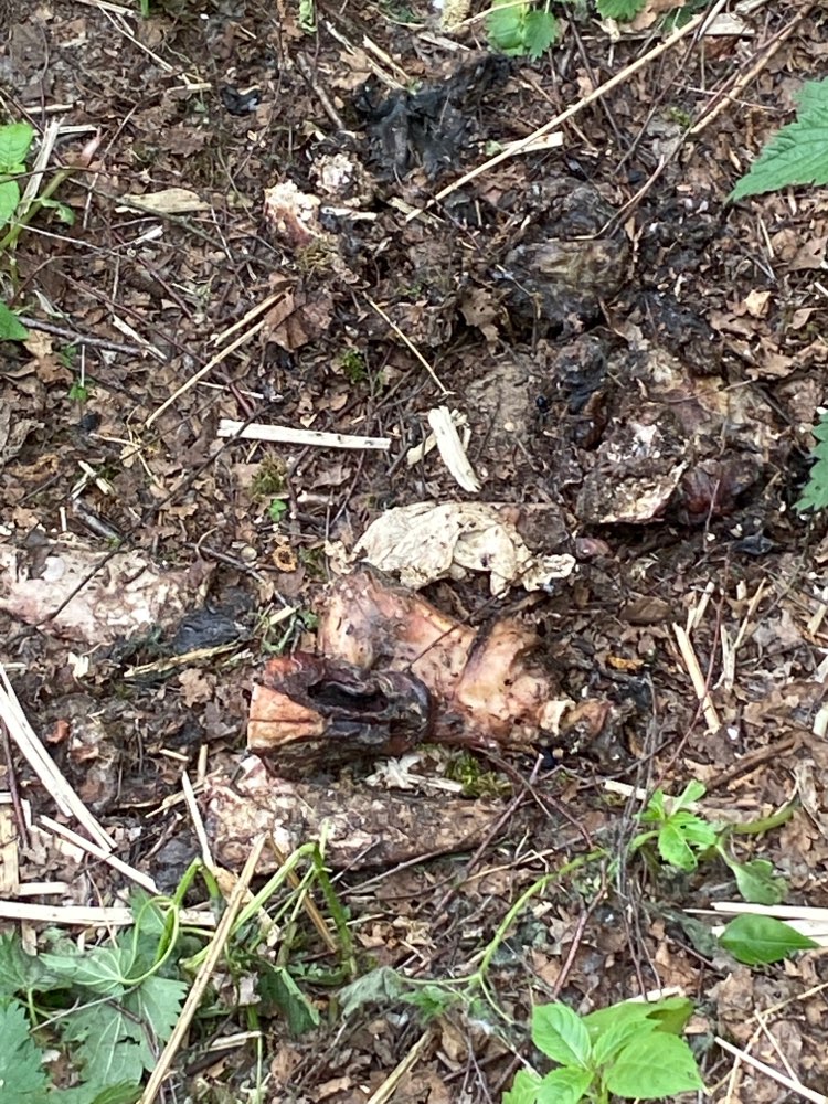 Giftköder-Kadaver-Profilbild