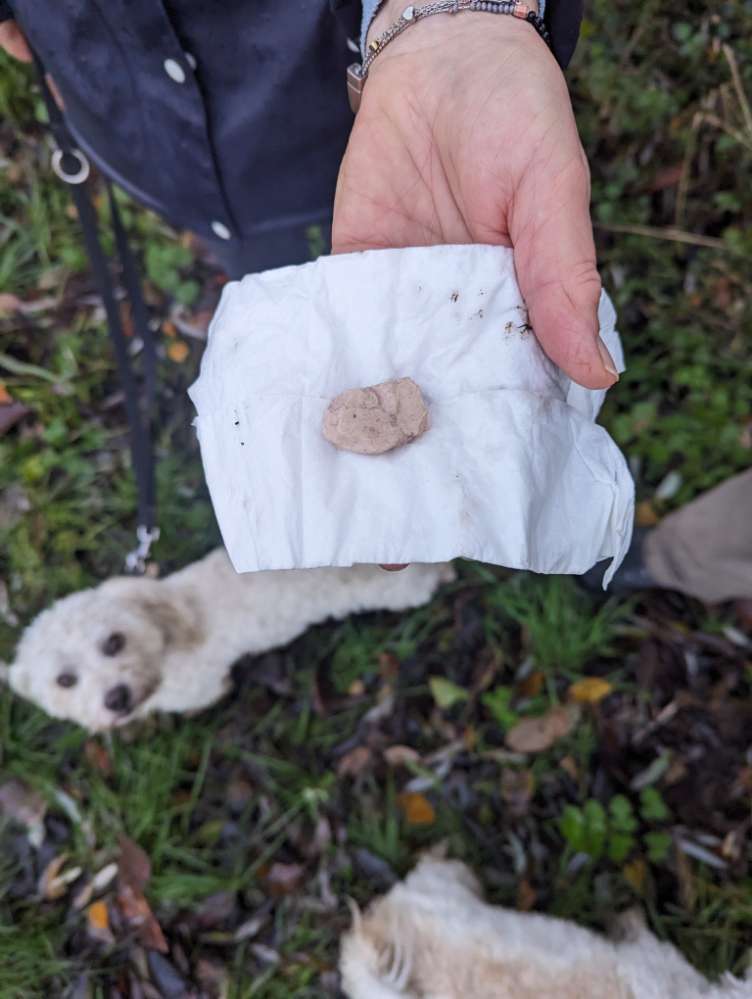 Giftköder-Fleisch am Rand des Lüserbaches-Profilbild