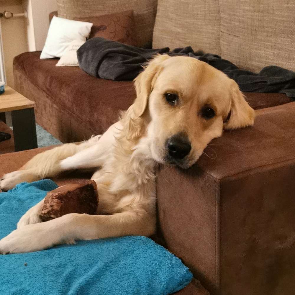 Hundetreffen-Treffen zum Spielen und Gassi gehen-Profilbild