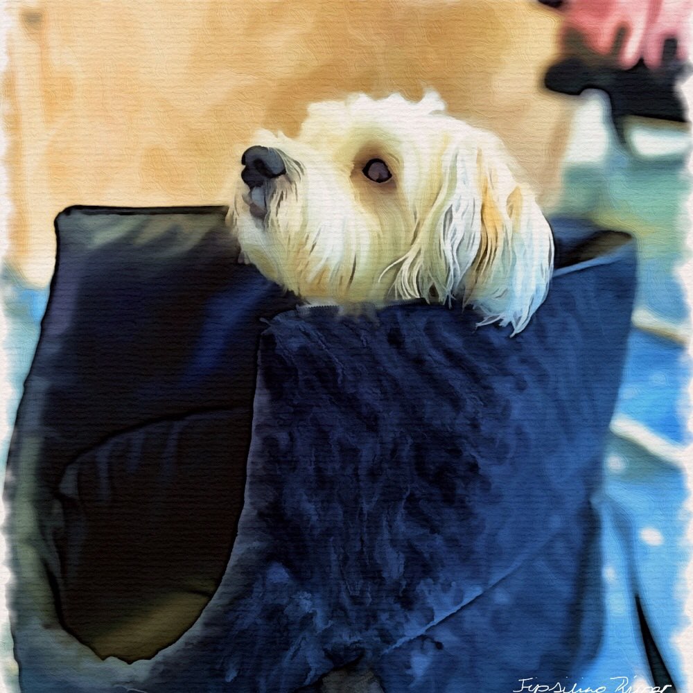 Hundetreffen-Spaziergang und Toben mit kleinen Hunden-Profilbild