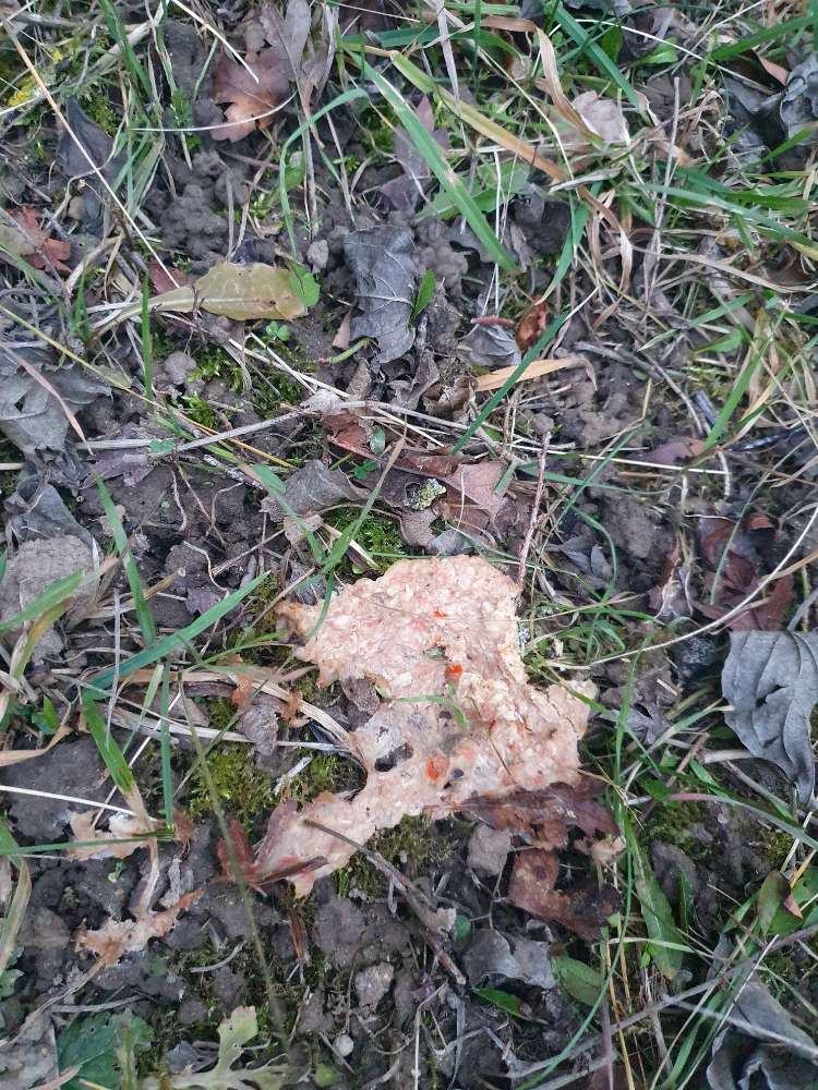 Giftköder-Giftköder?-Profilbild