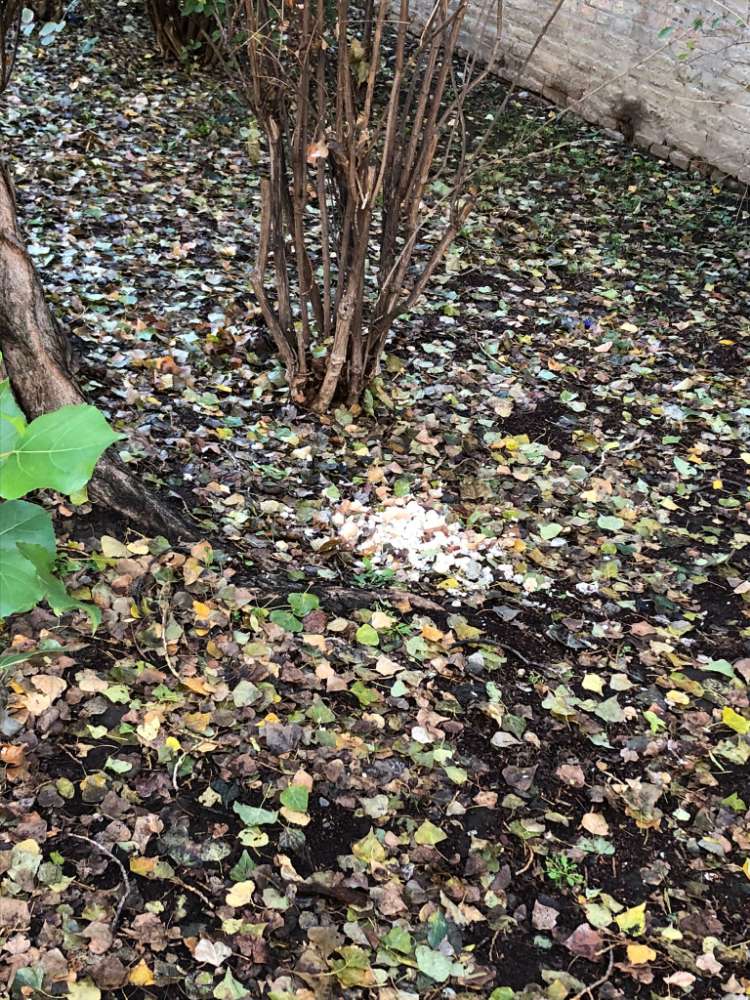 Giftköder-Brotkrümel ausgelegt-Profilbild