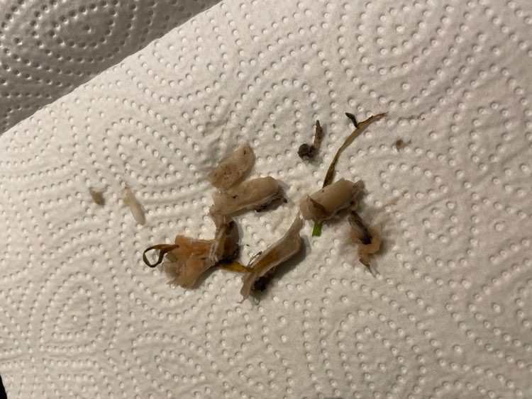 Giftköder-Vielleicht Giftköder-Profilbild