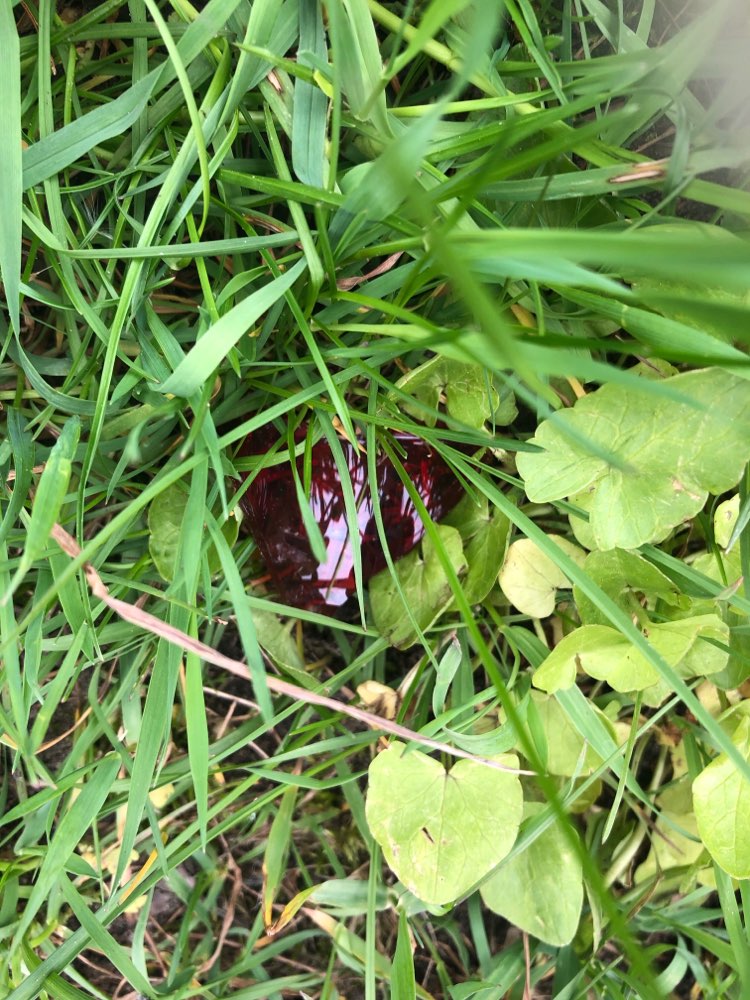 Giftköder-Glasscherben im Gras versteckt-Profilbild