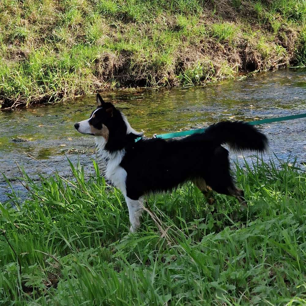 Hundetreffen-Kennlern & Gassirunde-Profilbild