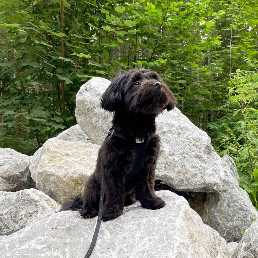 Hundetreffen-Verabredung zum Spielen-Profilbild