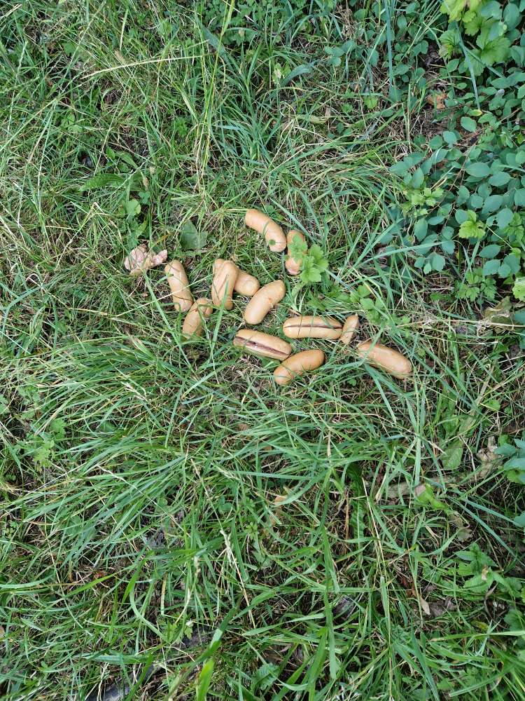 Giftköder-Eventuell Giftköder-Profilbild