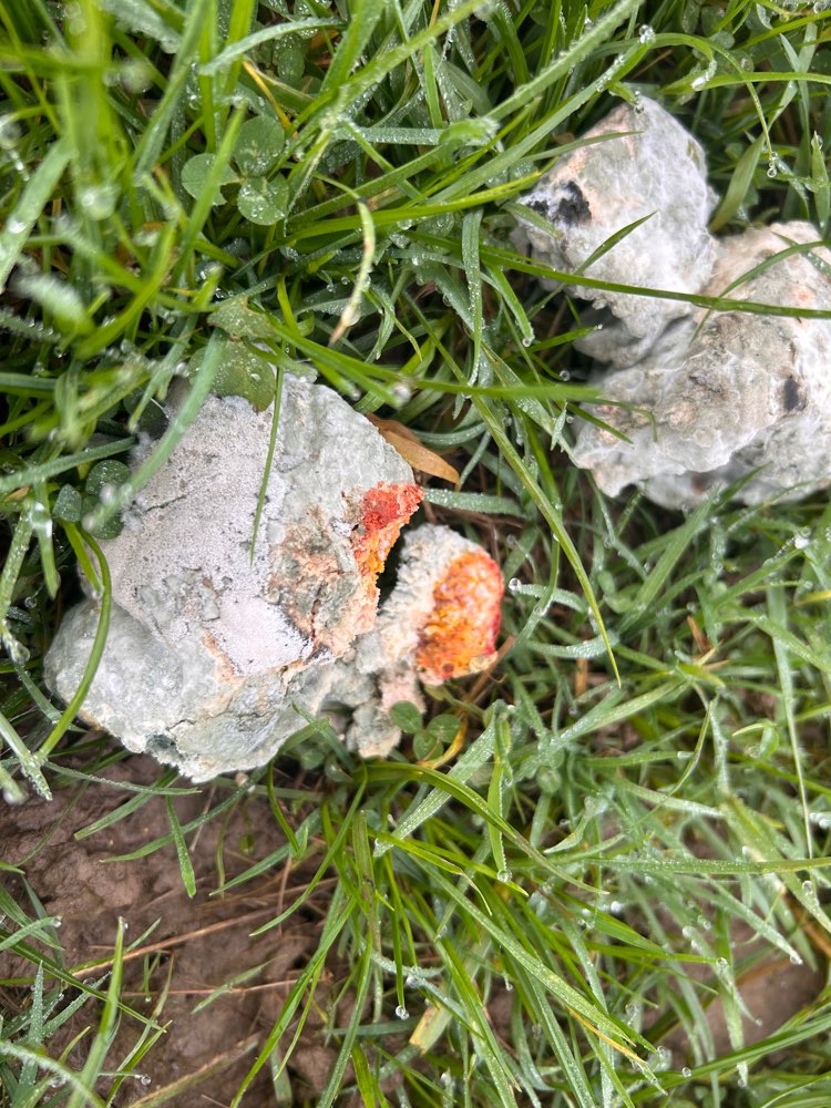 Giftköder-Vermutlich Giftköder-Profilbild