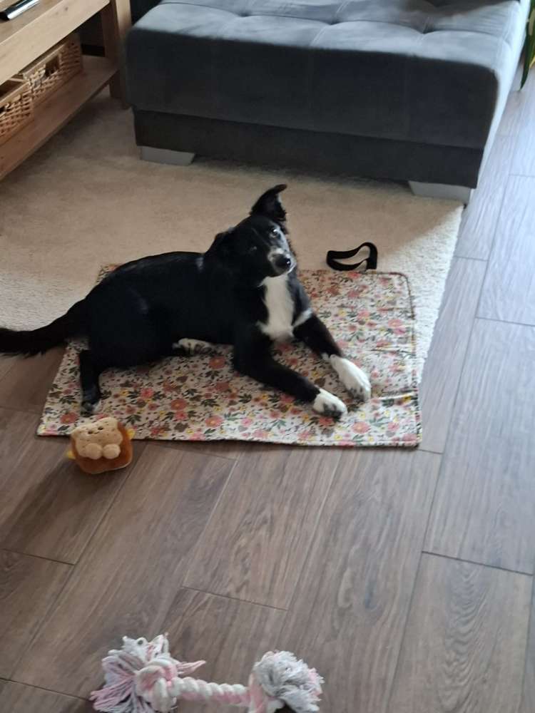 Hundetreffen-Gassirunde/Spielrunde-Profilbild