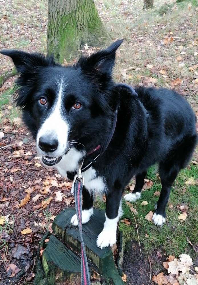 Hundetreffen-Betreuung für 20.05.2028 gesucht-Profilbild