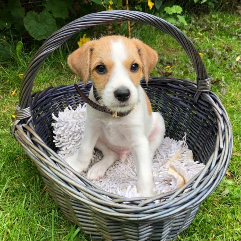 Hundetreffen-Welpentreffen in Glücksburg-Profilbild
