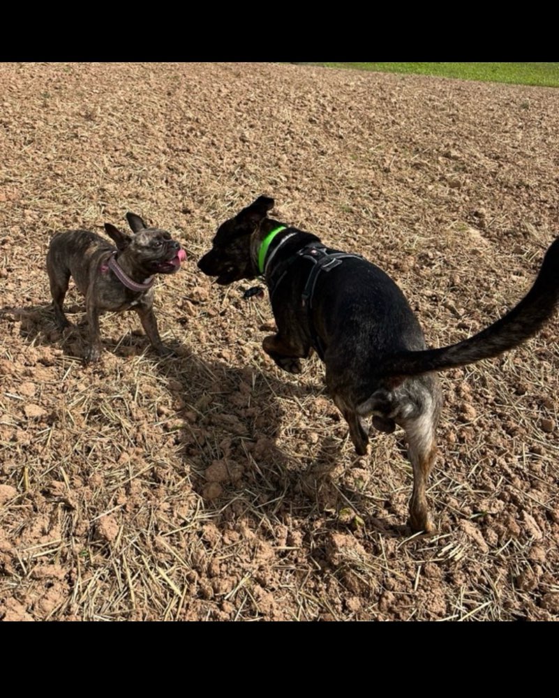 Hundetreffen-Hundegruppe Göttingen und Umgebung-Profilbild